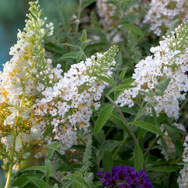 Buddleia White Profusion