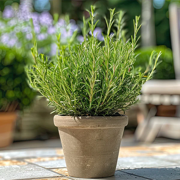 Peppermint, Chocolate Mint and Rosemary, Set of 3