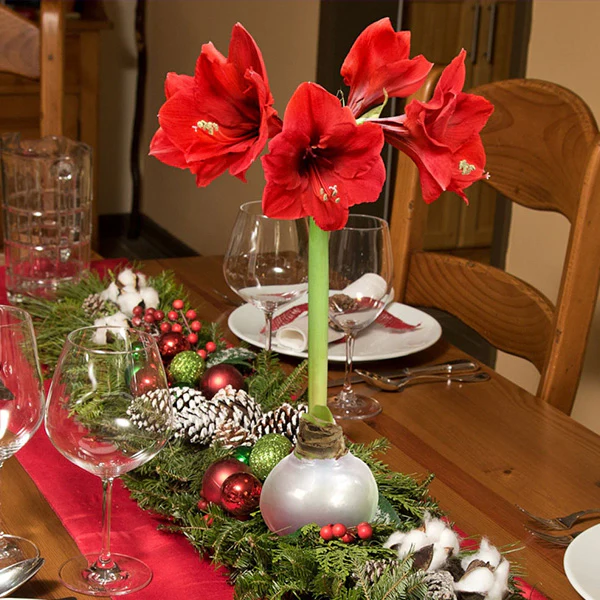 Live HUGE Holiday Amaryllis Blooming Bouquet Bulbs in Wax, Set of 3