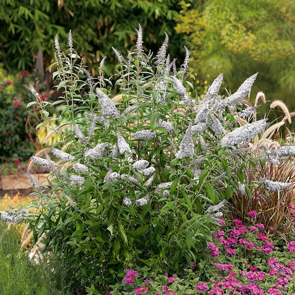 Buddleia White Profusion