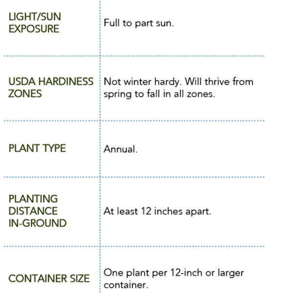 Peppermint, Chocolate Mint and Rosemary, Set of 3