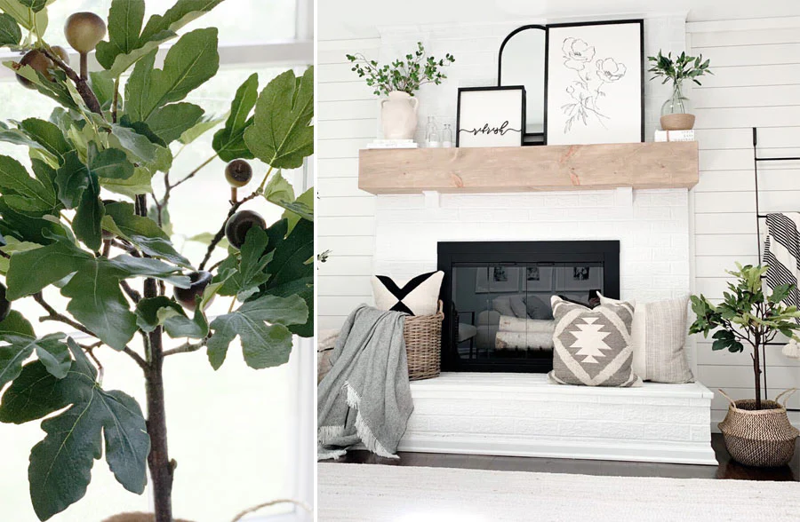 Potted Fig Plant