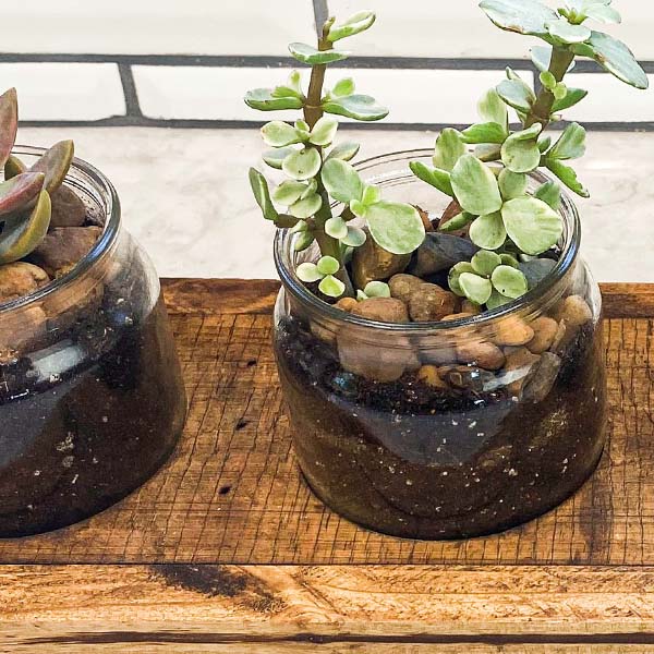 Rustic Wooden Tray  with Four Apothecary Jars | MADE IN THE USA