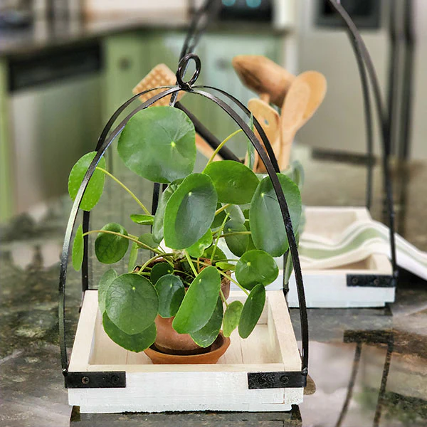 Modern Cloche Style Trays, Set of 2