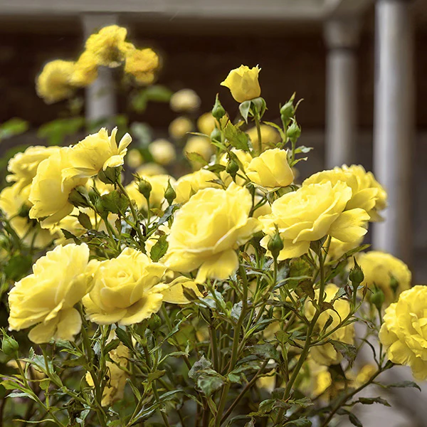 Rose Yellow Mini Flora