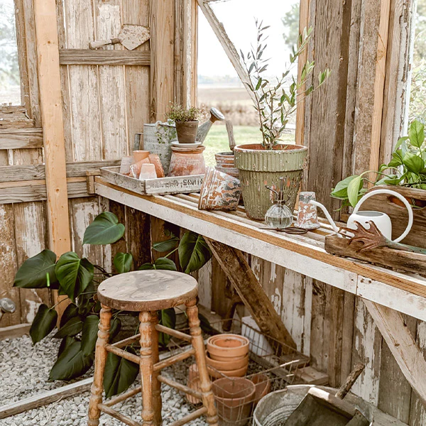 LIVE Mediterranean Coast Olive Tree, Choose Your Size