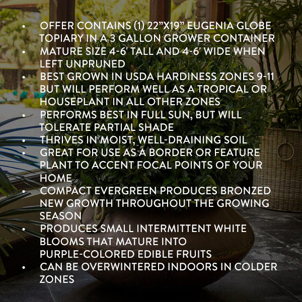 Eugenia Globe Topiary