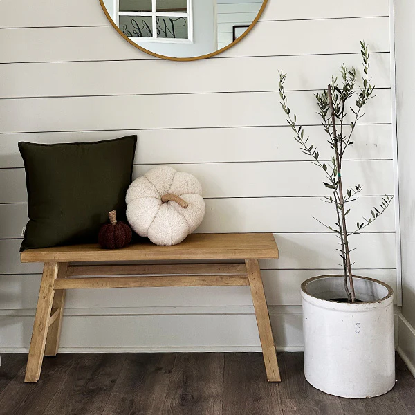 LIVE Mediterranean Coast Olive Tree, Choose Your Size