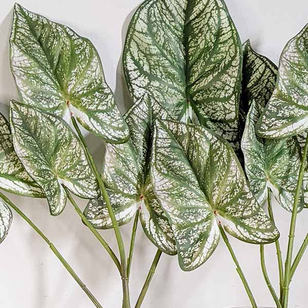 23 Inch Tall Caladium Plant, Set of 2