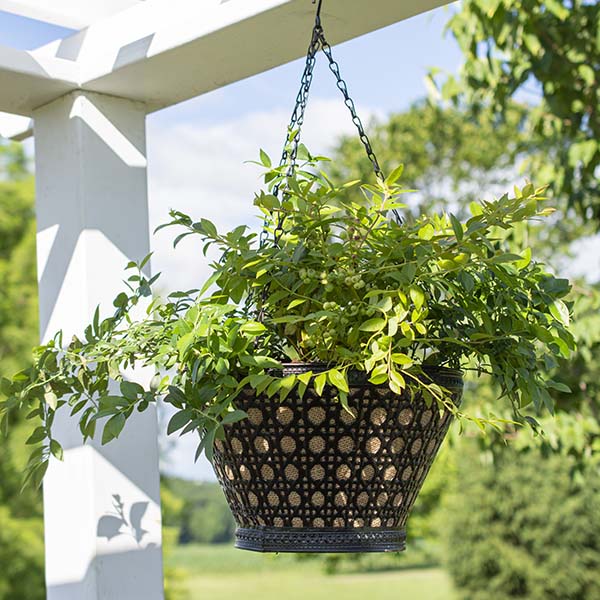 Bushel & Berry Blueberry Midnight Cascade