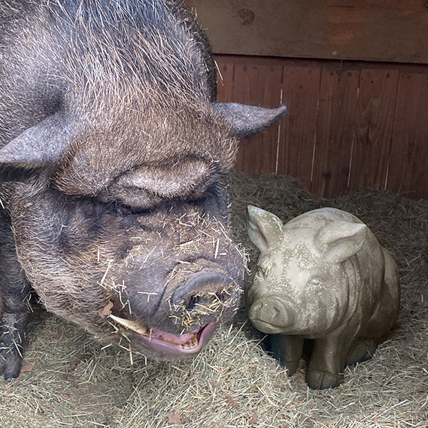 BIG Wilbur Sitting Pig Accent