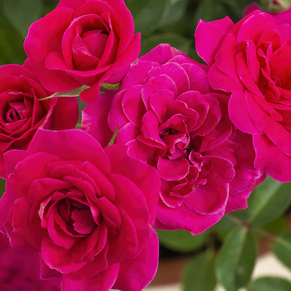 Rose Dragon Fruit Sunblaze