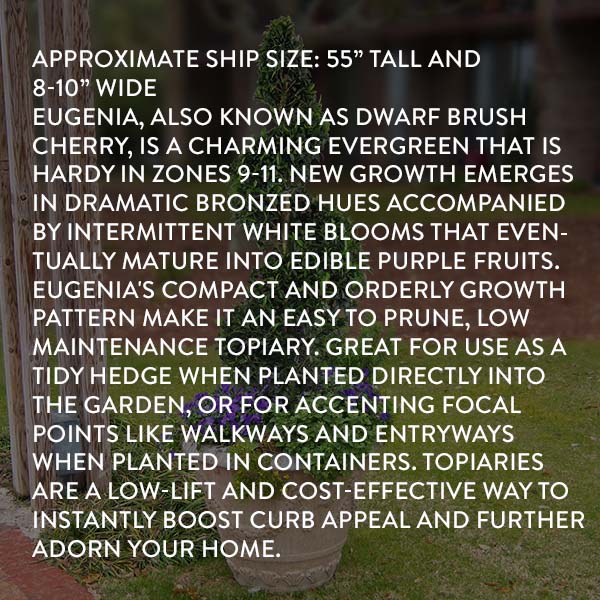 Eugenia Spiral Topiary