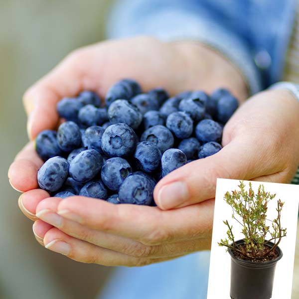 Bushel & Berry Blueberry Sapphire Cascade