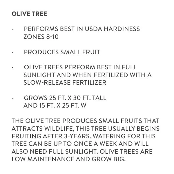 Olive Tree