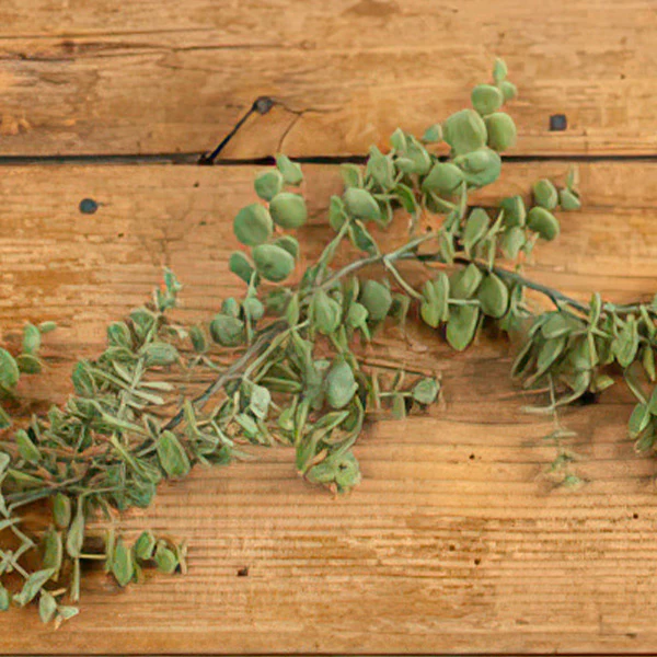 6.5 Foot Lifelike Eucalyptus Garland
