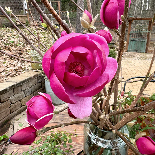 3-4 Feet Live Tulip Magnolia Flower Tree Branches