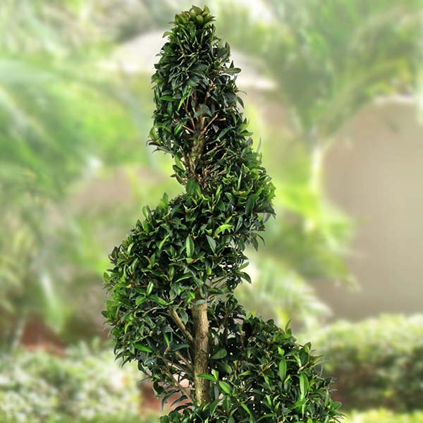 Eugenia Spiral Topiary 36
