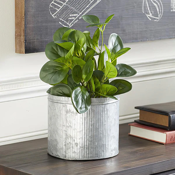 Lifelike Potted Peperomia Plant