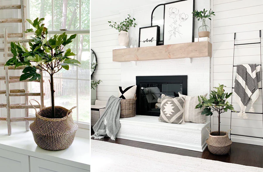Potted Fig Plant