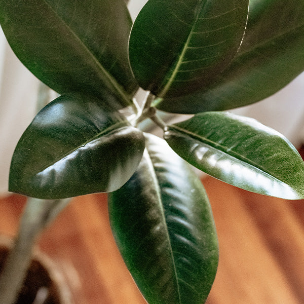 71 Inch Faux Magnolia Tree with White Buds