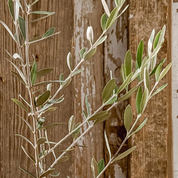 LIVE Mediterranean Coast Olive Tree, Choose Your Size