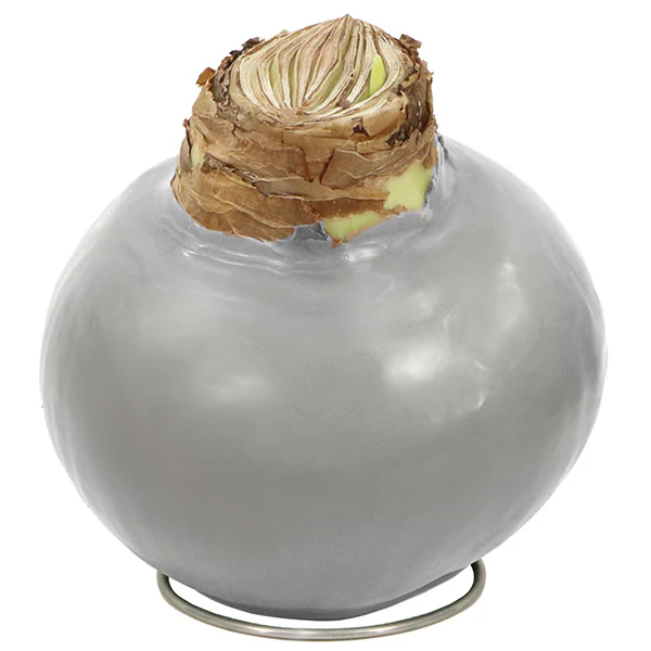 Live HUGE Holiday Amaryllis Blooming Bouquet Bulbs in Wax, Set of 3