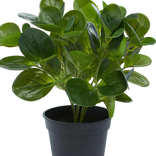 Lifelike Potted Peperomia Plant