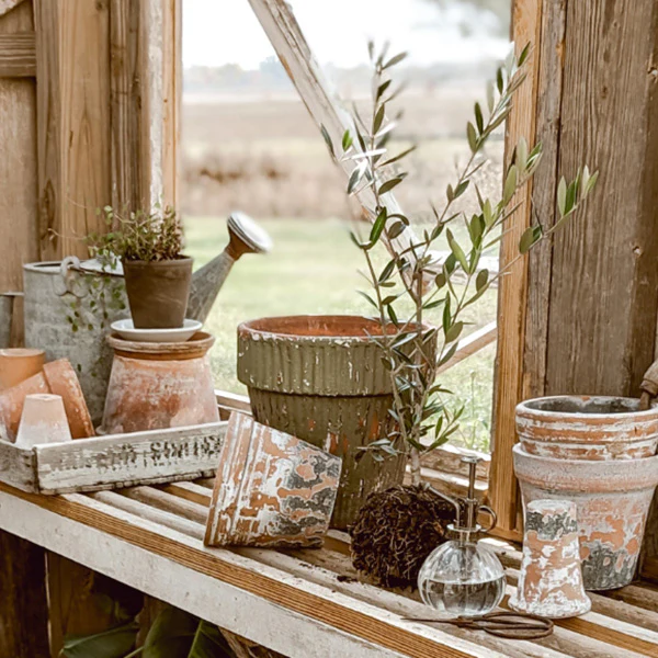 LIVE Mediterranean Coast Olive Tree, Choose Your Size