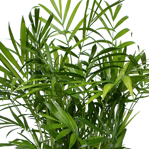 Parlor Palm