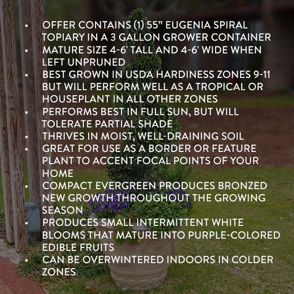 Eugenia Spiral Topiary