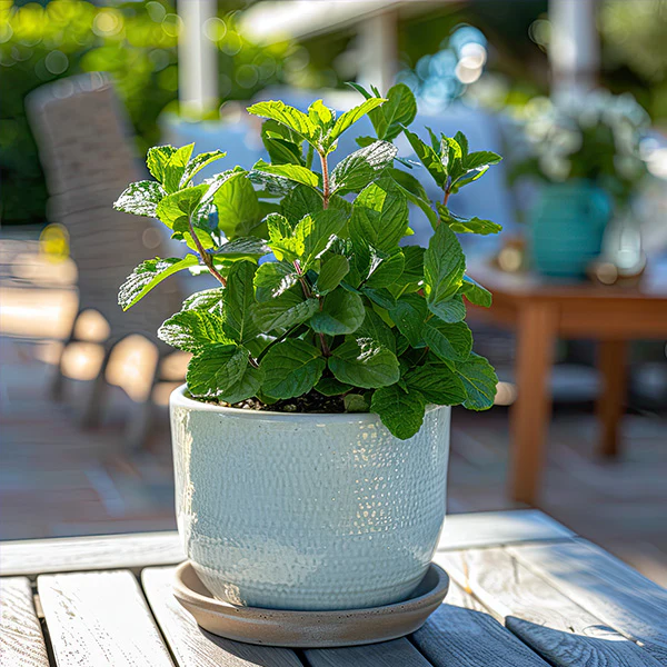 Peppermint, Chocolate Mint and Rosemary, Set of 3