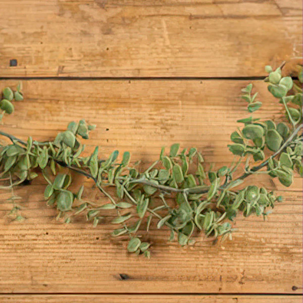 6.5 Foot Lifelike Eucalyptus Garland