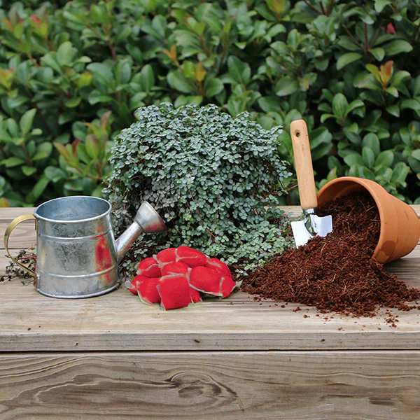 Plant with Purpose Rose Booster Water Soluable Fertilizer - 10 piece