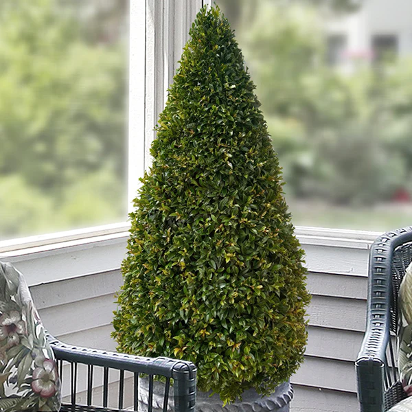 Eugenia Cone Topiary