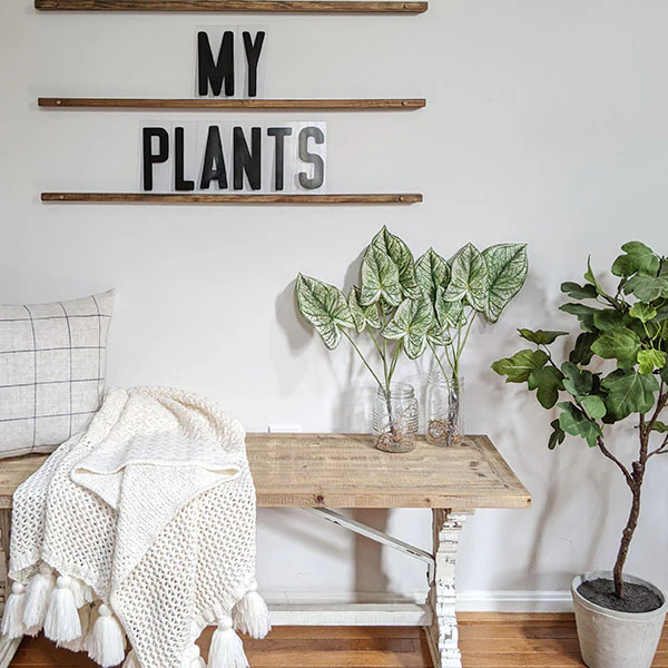 23 Inch Tall Caladium Plant, Set of 2