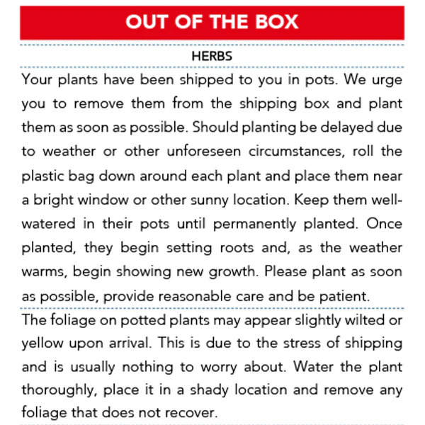 Peppermint, Chocolate Mint and Rosemary, Set of 3