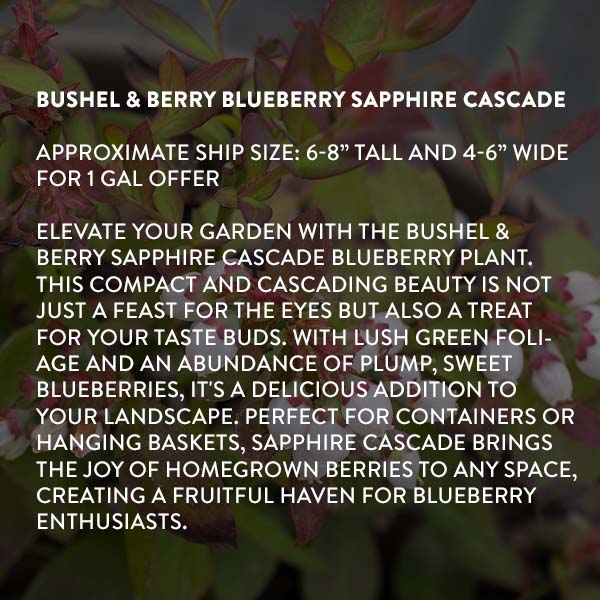 Bushel & Berry Blueberry Sapphire Cascade