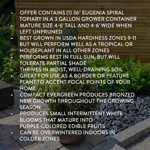 Eugenia Spiral Topiary 36