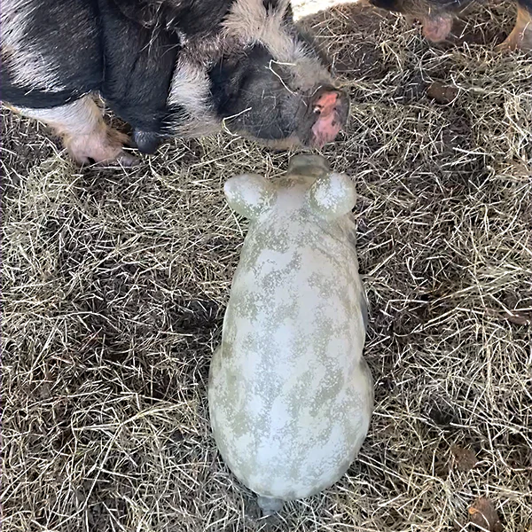 BIG Wilbur Sitting Pig Accent