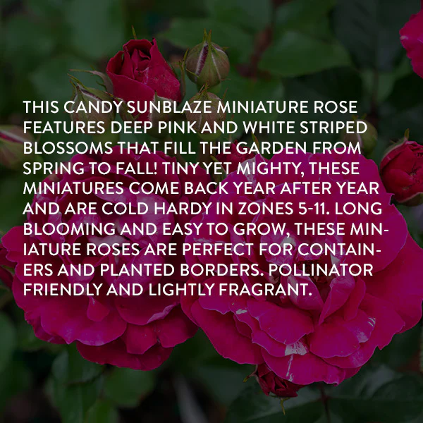Rose Candy Sunblaze