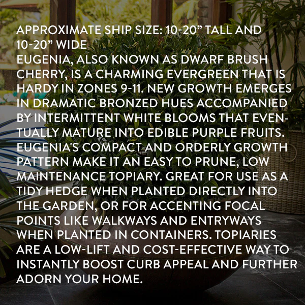 Eugenia Globe Topiary