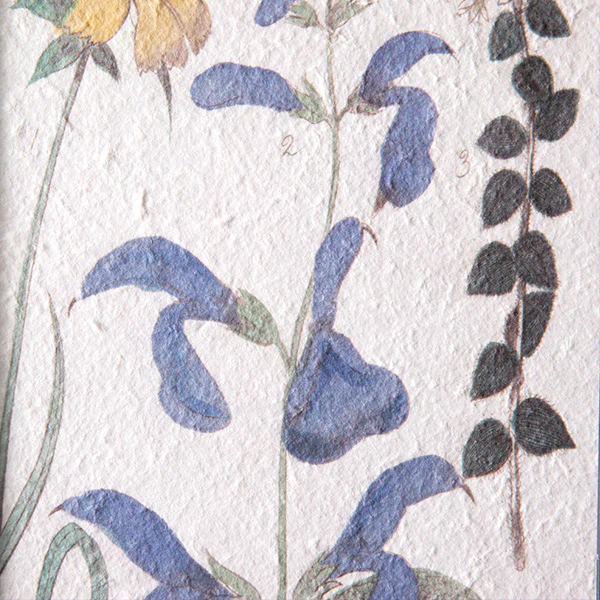 Botanical Perennial Flower Wall Art, Set of 2