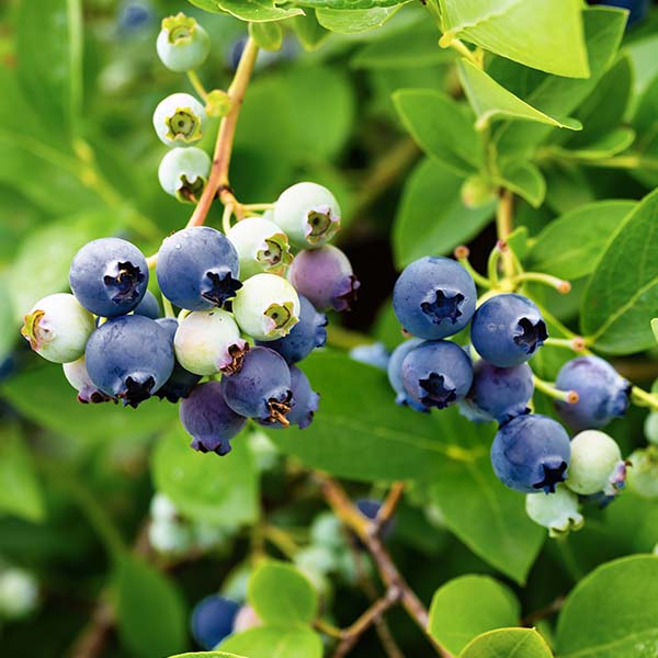 Bushel & Berry Blueberry Sapphire Cascade