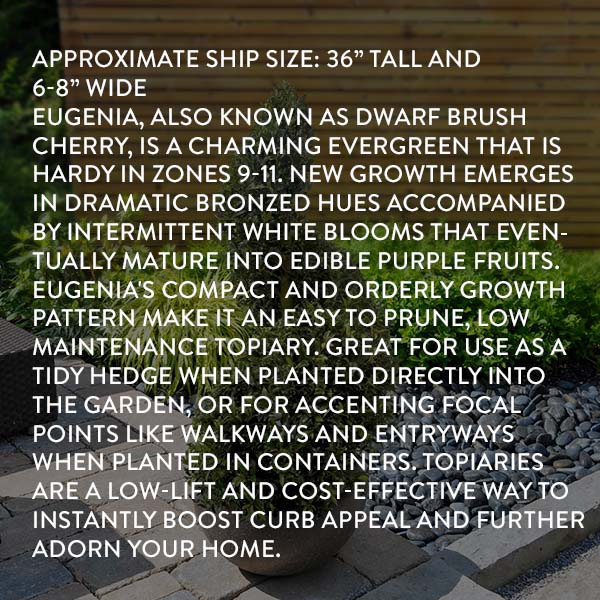 Eugenia Spiral Topiary 36