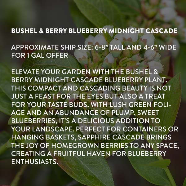 Bushel & Berry Blueberry Midnight Cascade