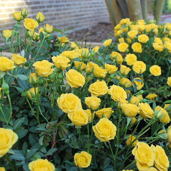 Rose Yellow Mini Flora