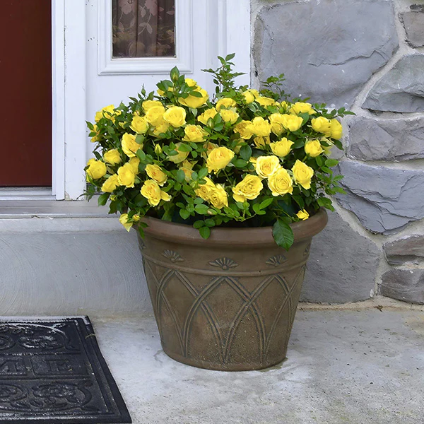 Rose Yellow Mini Flora