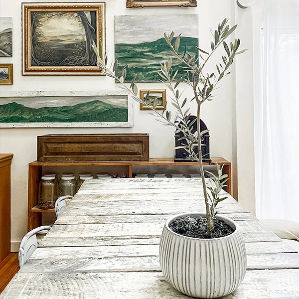 LIVE Mediterranean Coast Olive Tree, Choose Your Size