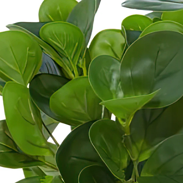 Lifelike Potted Peperomia Plant